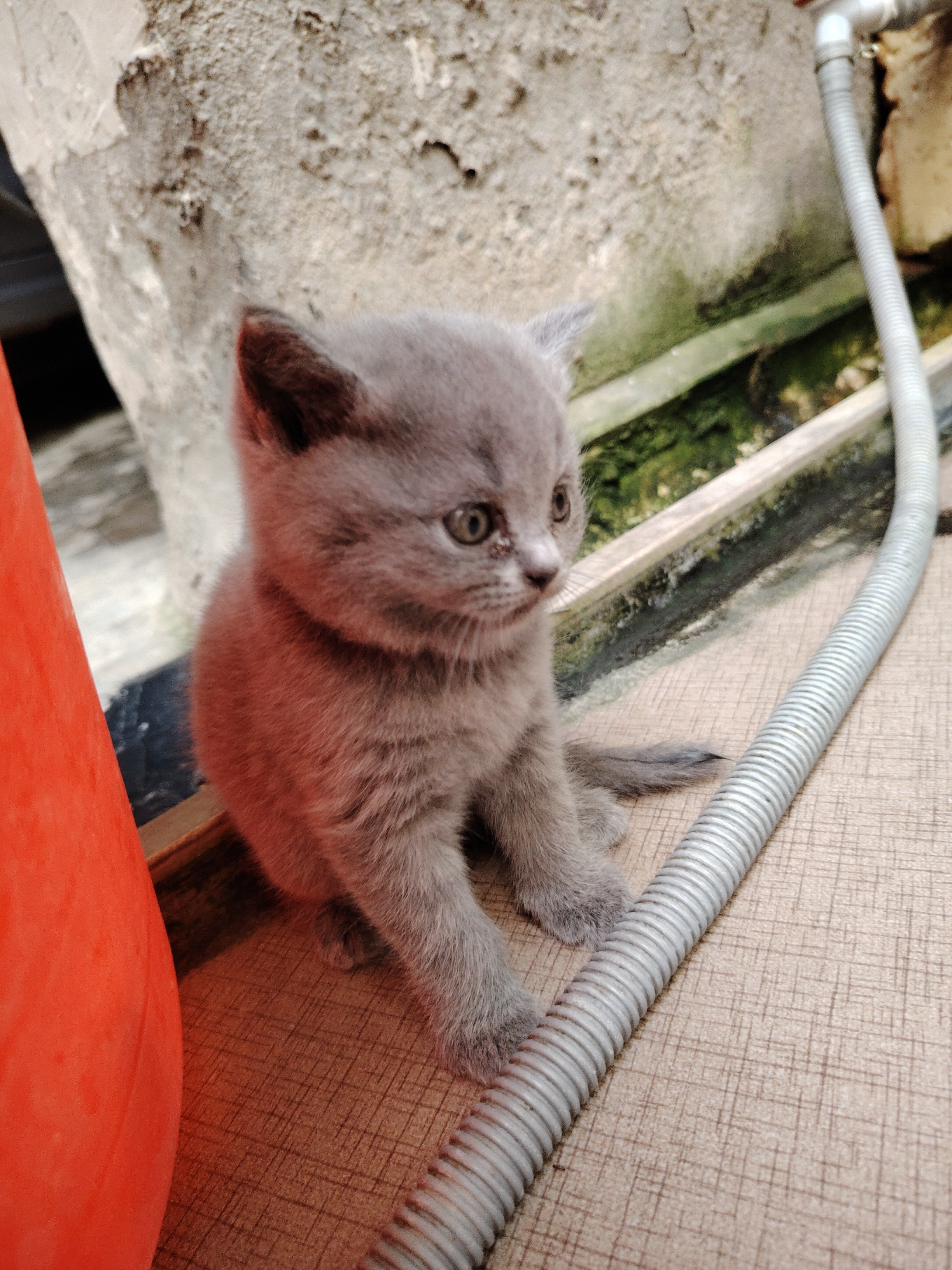 英短蓝猫